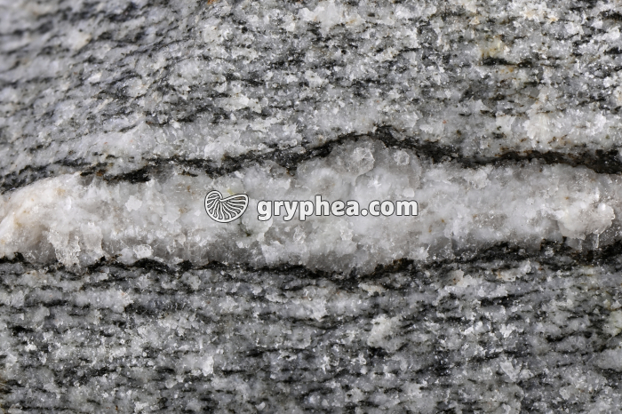 Migmatite - détail - gryphea.com